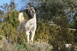 KANGAL 031